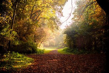 Waldweg in Herbstfarben und wässrigem Sonnenschein