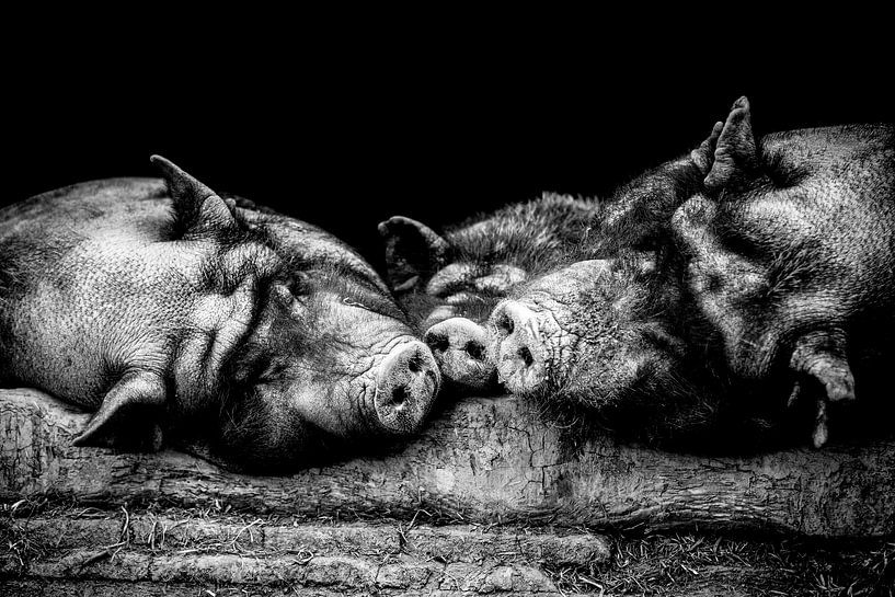 Wildschwein-Siesta von kuh-bilder.de
