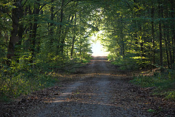 Der Weg ins Licht