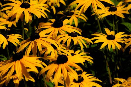 Jaune