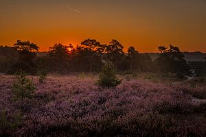 Brunssummerheide Sunrise