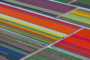Luftaufnahme von bunten Tulpenfeldern bei Lisse