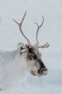 Verschneite Rentiere in Schwedisch-Lappland | Winter-Fotodruck von sonja koning