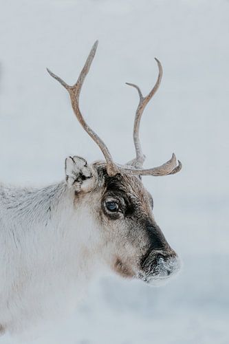 Snowy reindeer in Swedish Lapland | Winter photo print