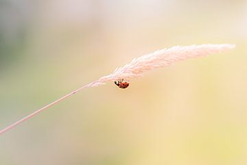 I am ladybug // dots by Rita Kuenen