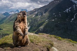 Marmot van Stijn Smits