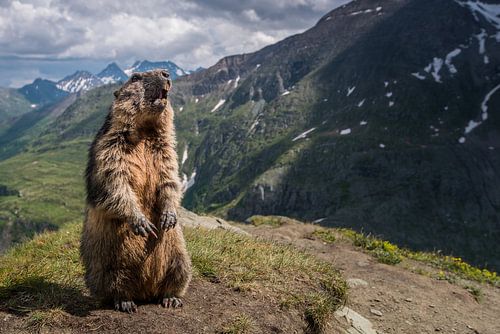 Marmot