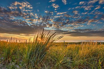 Blühende Dünen mit Strandhafer bei Sonnenuntergang Blühende Dünen von eric van der eijk