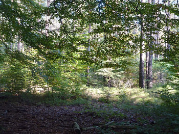 mooi licht tussen bomen
