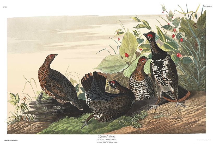 Bossneeuwhoen van Birds of America