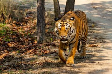 Indischer Tiger von Roland Brack