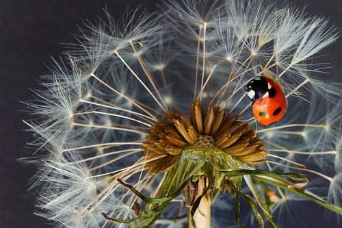 Ladybird and dandelion