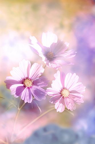 Three flowers of summer by Tanja Riedel