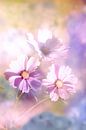 Drei Blüten des Sommers von Tanja Riedel Miniaturansicht