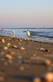 Ostsee bei Sonnenaufgang von Thomas Jäger