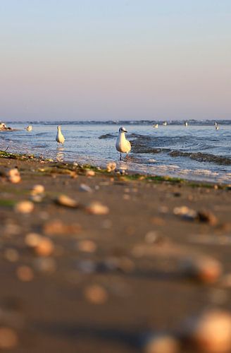Baltische Zee bij zonsopgang