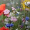 Wiesenblumen von Annemarie van der Hilst
