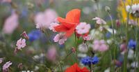 Wiesenblumen
