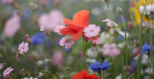 Wiesenblumen von Annemarie van der Hilst