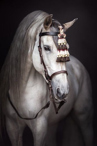 Fineart portret van Spaanse hengst | wit paard | paardenfotografie