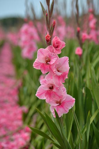 Gladiole