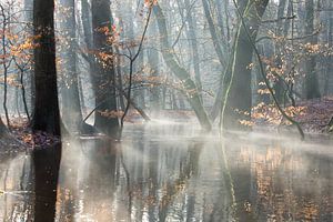 Paysage forestier brumeux et ruisseau forestier sur Peter Haastrecht, van