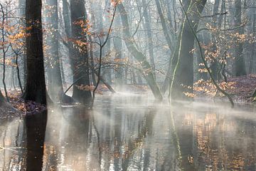 Mistig boslandschap en een bos riviertje van Peter Haastrecht, van