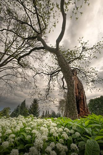 Kracht: oeroude boom hangend boven daslook