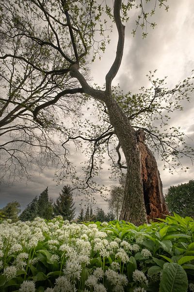 Power: ancient tree hanging over badger garlic by Moetwil en van Dijk - Fotografie