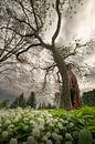 Power: ancient tree hanging over badger garlic by Moetwil en van Dijk - Fotografie thumbnail