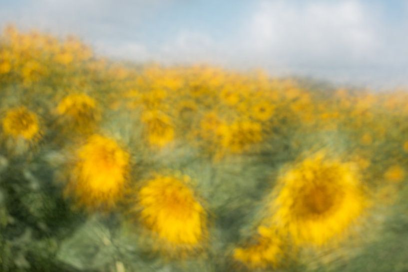 Field with sunflowers by Susan van Etten