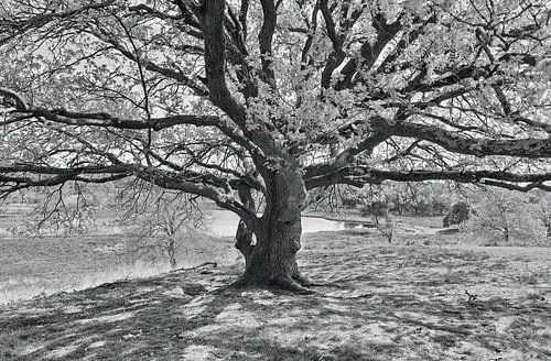 Torwächter des Quin - Afferden