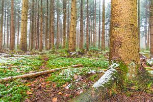Winterlicher Kiefernwald an einem kalten Wintertag
