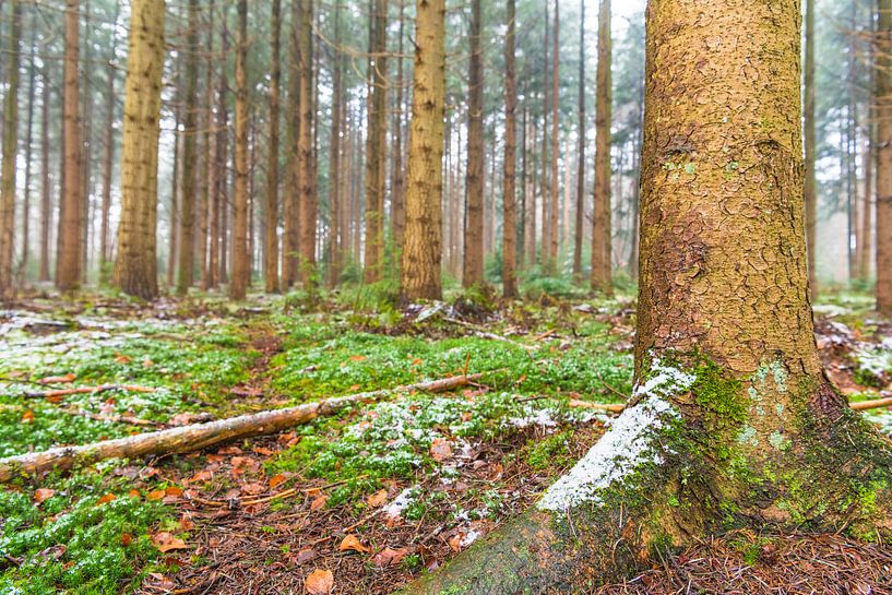 Winters dennenbos tijdens een koude winterdag van Sjoerd van der Wal Fotografie