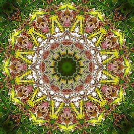 Rosa Rhodo by Frans Blok - photos, art and other wall decoration