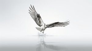 Der Fischadler breitet seine Schwingen aus.