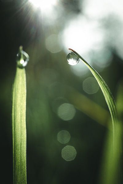 Drops on the grass by Jan