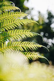 Sonnenstrahlen durch einen grünen Farn in den botanischen Gärten von Leiden | Fine Art Urbanjungle p