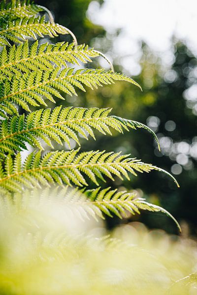 Sonnenstrahlen durch einen grünen Farn in den botanischen Gärten von Leiden | Fine Art Urbanjungle p von Evelien Lodewijks