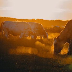 Kühe in der goldenen Stunde von Throughmyfeed