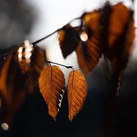 Herbstblätter genießen die warme Morgensonne von Suzanne Rotteveel