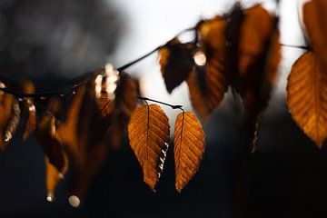 Herbstblätter genießen die warme Morgensonne
