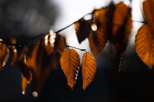Les feuilles d'automne profitent de la chaleur du soleil matinal sur Suzanne Rotteveel