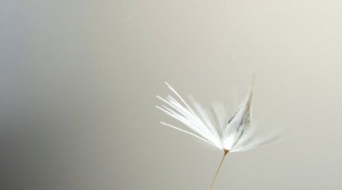 flauschiges Zeug