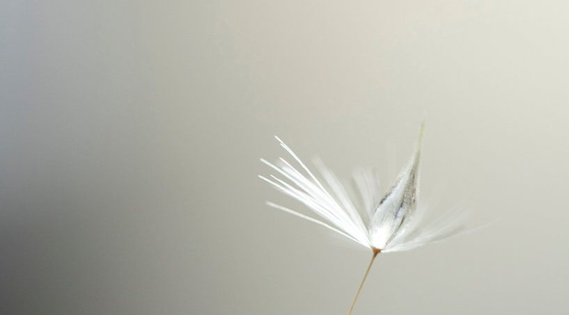 fluffy stuff by hetty'sfotografie