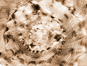 Fond abstrait représentant un coquillage en spirale, dans des tons sépia