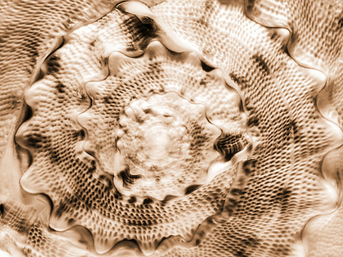Abstrakter Hintergrund mit spiralförmigen Muscheln in Sepia von AS Photography