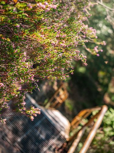 Spitzstein in Saxon Switzerland – Heather