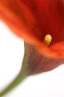 Red Calla lily against white background