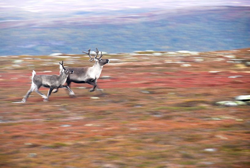 Des rennes dans le nord de la Suède par Lars-Olof Nilsson